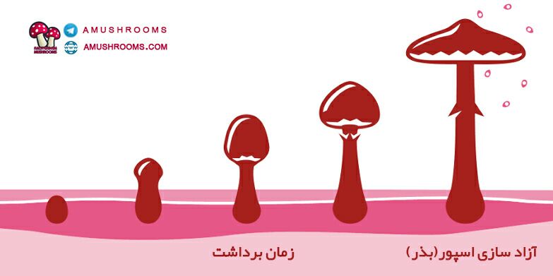 زمان چیدن قارچ