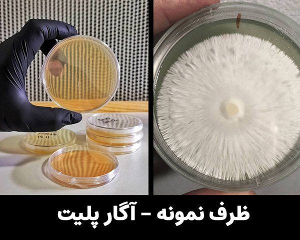 agar plate mysilum mushroom