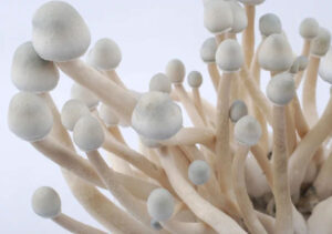Albino A+ mgic mushroom kit