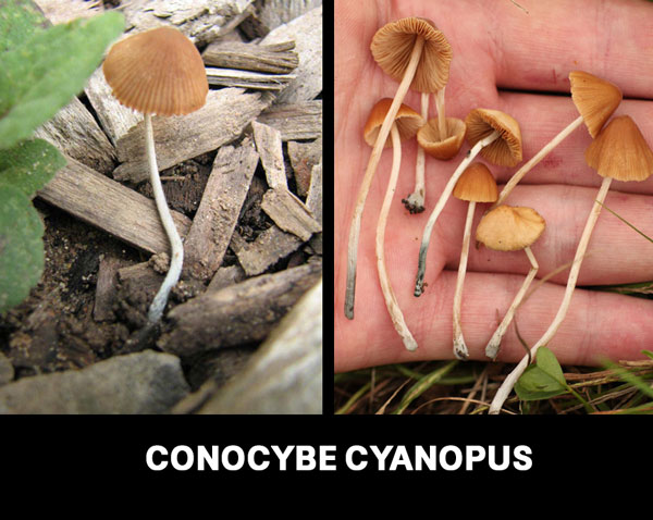  CONOCYBE CYANOPUS magic mushroom