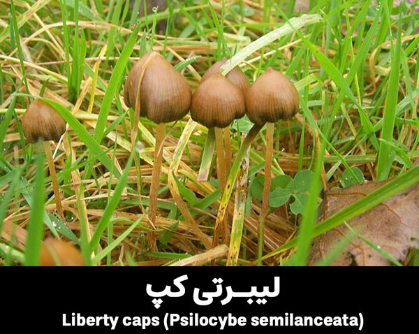 magic mushroom Liberty caps