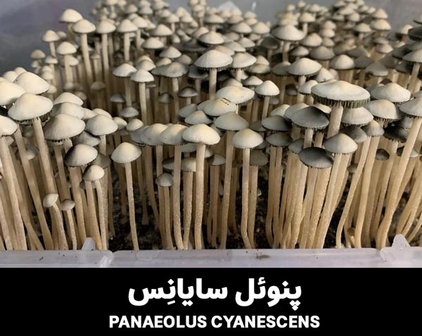 psychedelic mushroom PANAEOLUS CYANESCENS