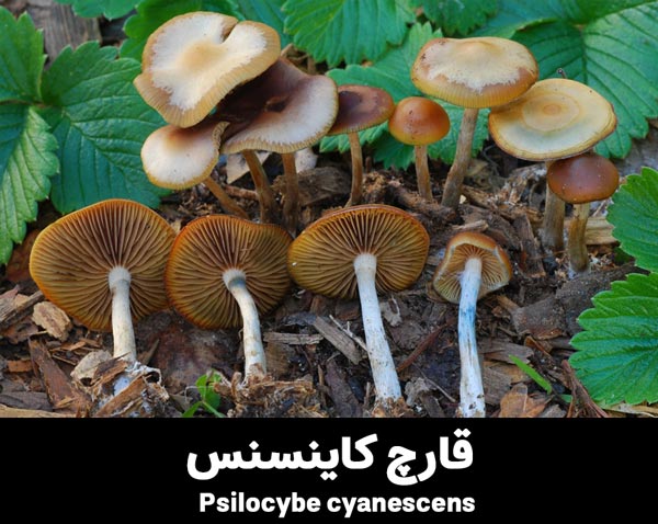 PSILOCYBE CYANESCENS magic mushroom