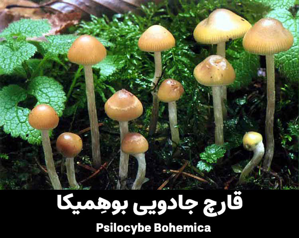 Psilocybe Bohemica magic mushrooms