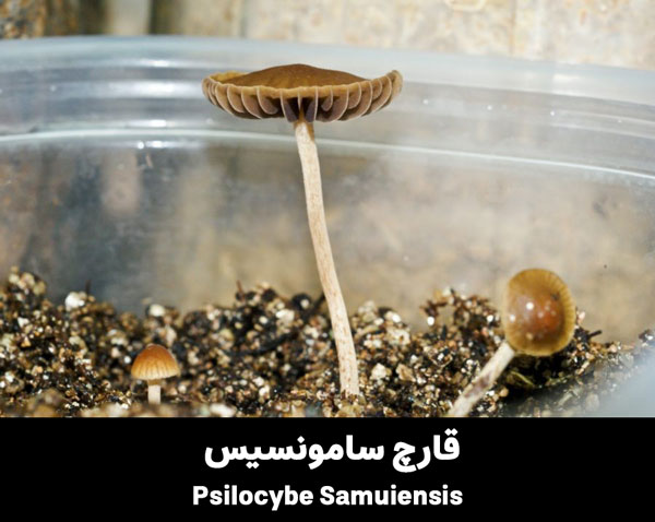  Psilocybe Samuiensis magic mushroom