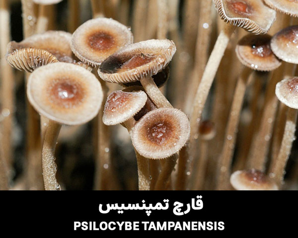 PSILOCYBE TAMPANENSIS magic mushroom