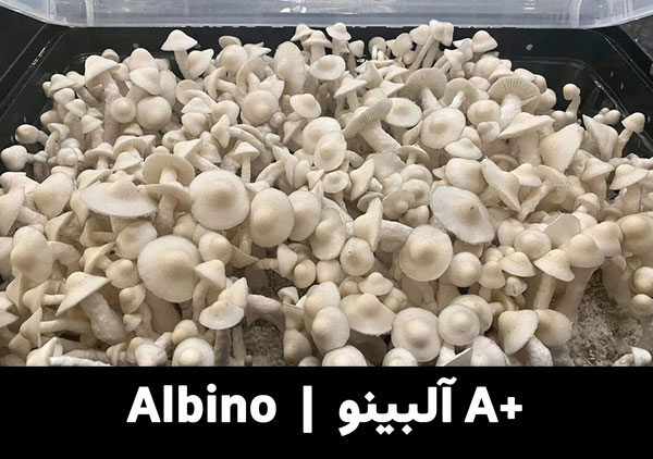 grow albino a+ magic mushroom