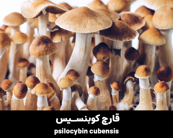  psilocybin cubensis magic mushroom