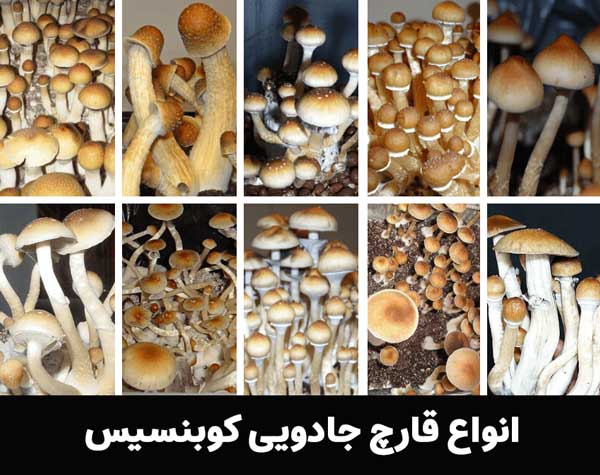 cubensis magic mushroom strains