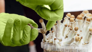 grow magic mushrooms at home