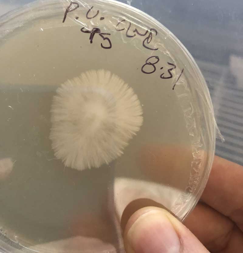 agar plate magic mushroom