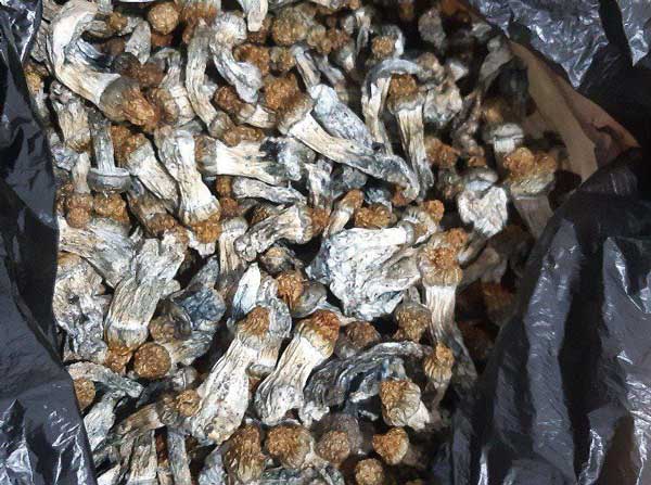 magic mushroom in iran