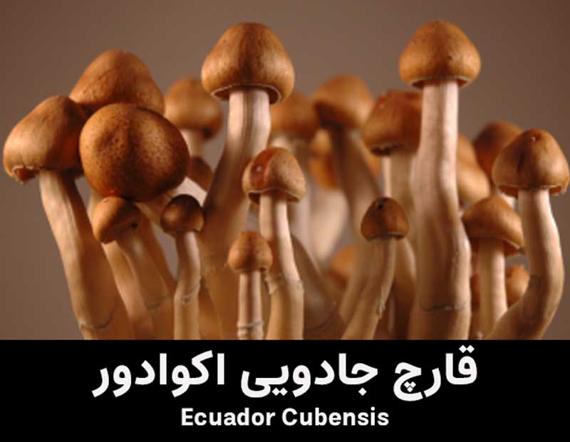  ecuador cubensis magic mushroom