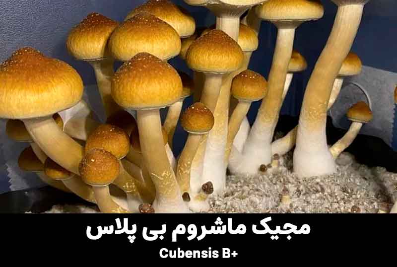 magic mushroom b+ cubensis