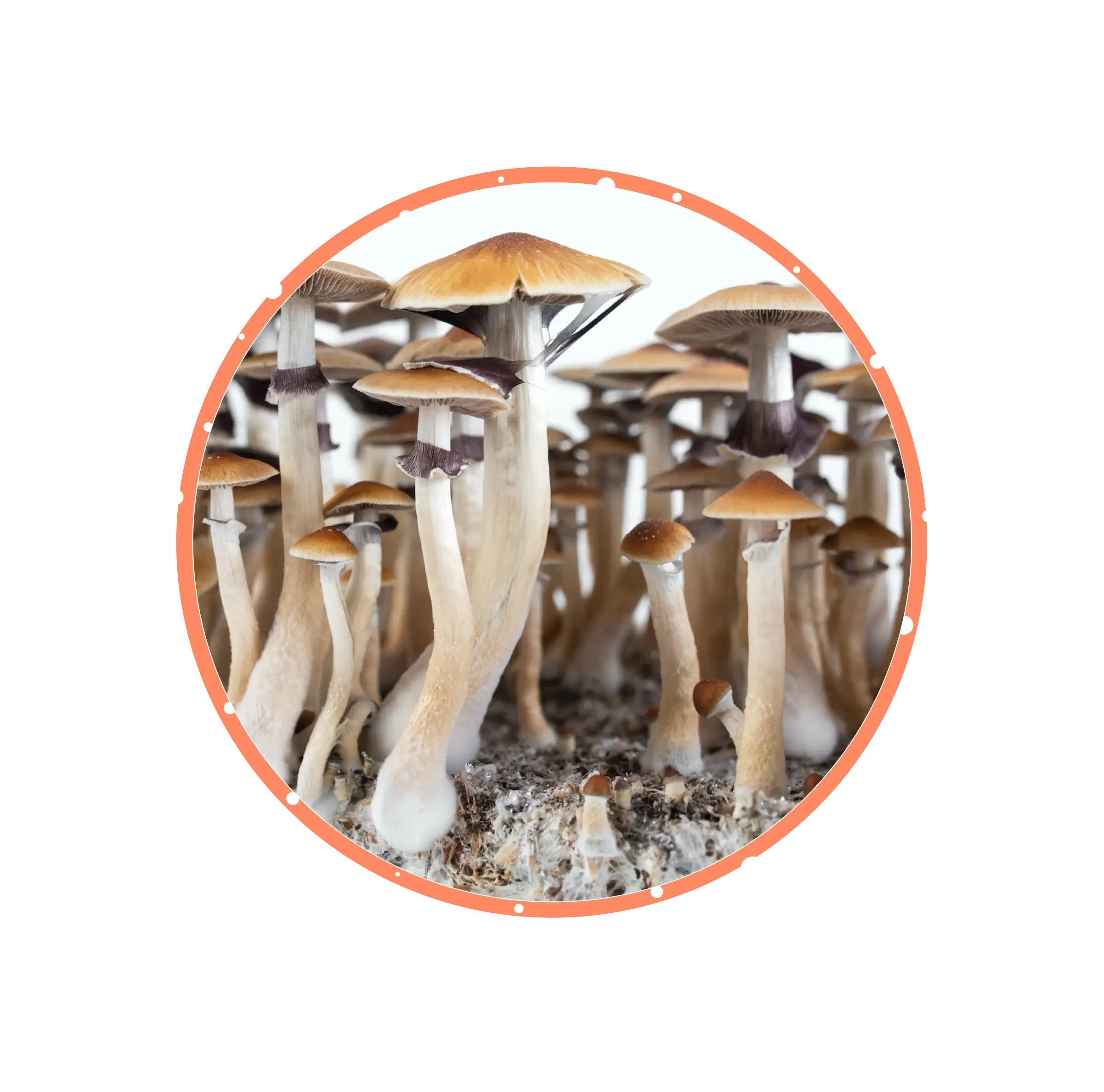 ecuador psilocybin mushroom قارچ سیلوسایبین اکوادور