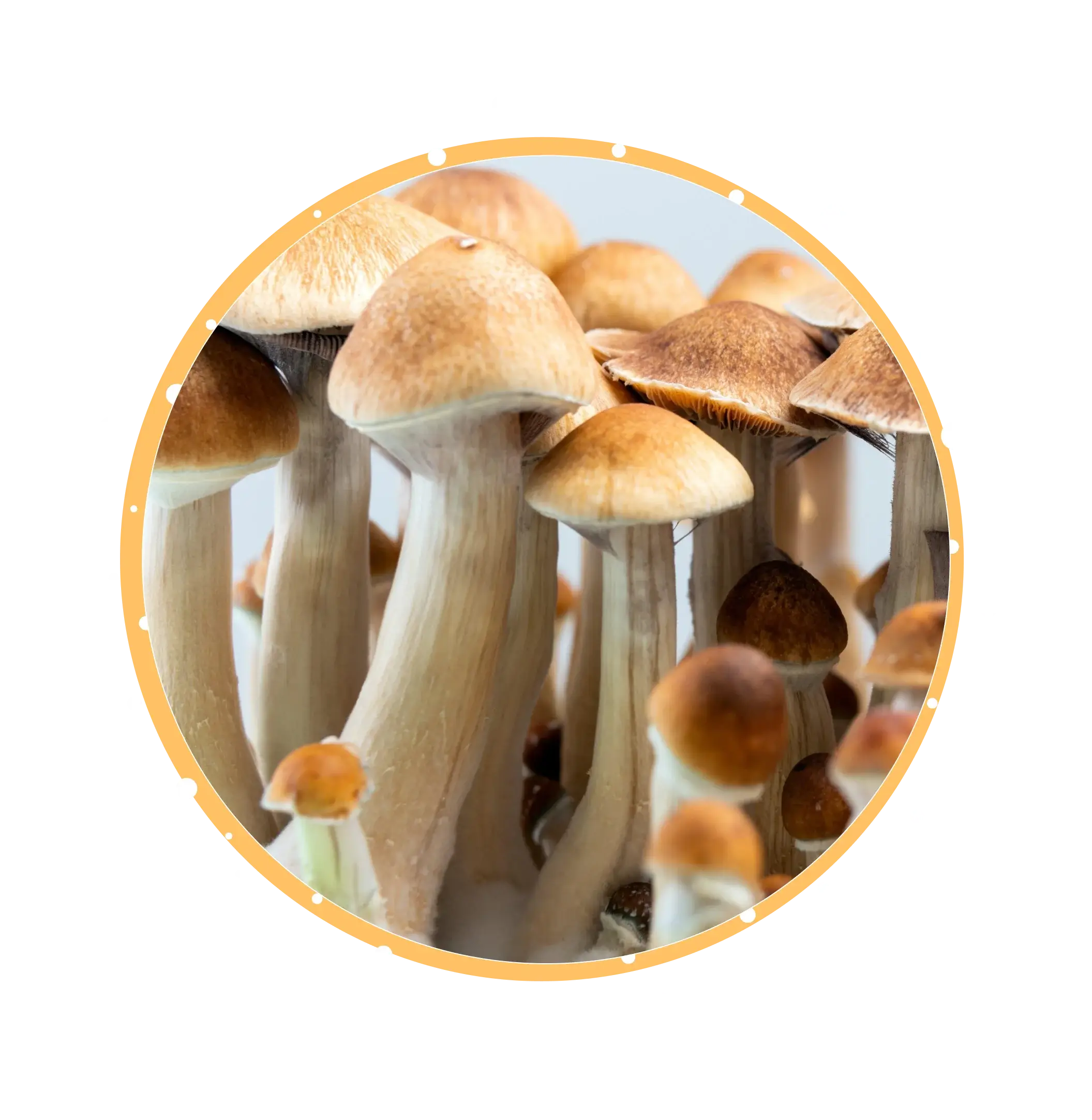 قارچ جادویی مکنای magic mushroom Mckenaii