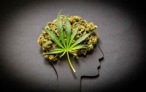اثرات ماریجوانا بر مغز و بدن