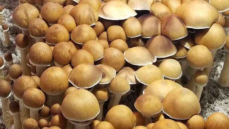 b plus magic mushroom