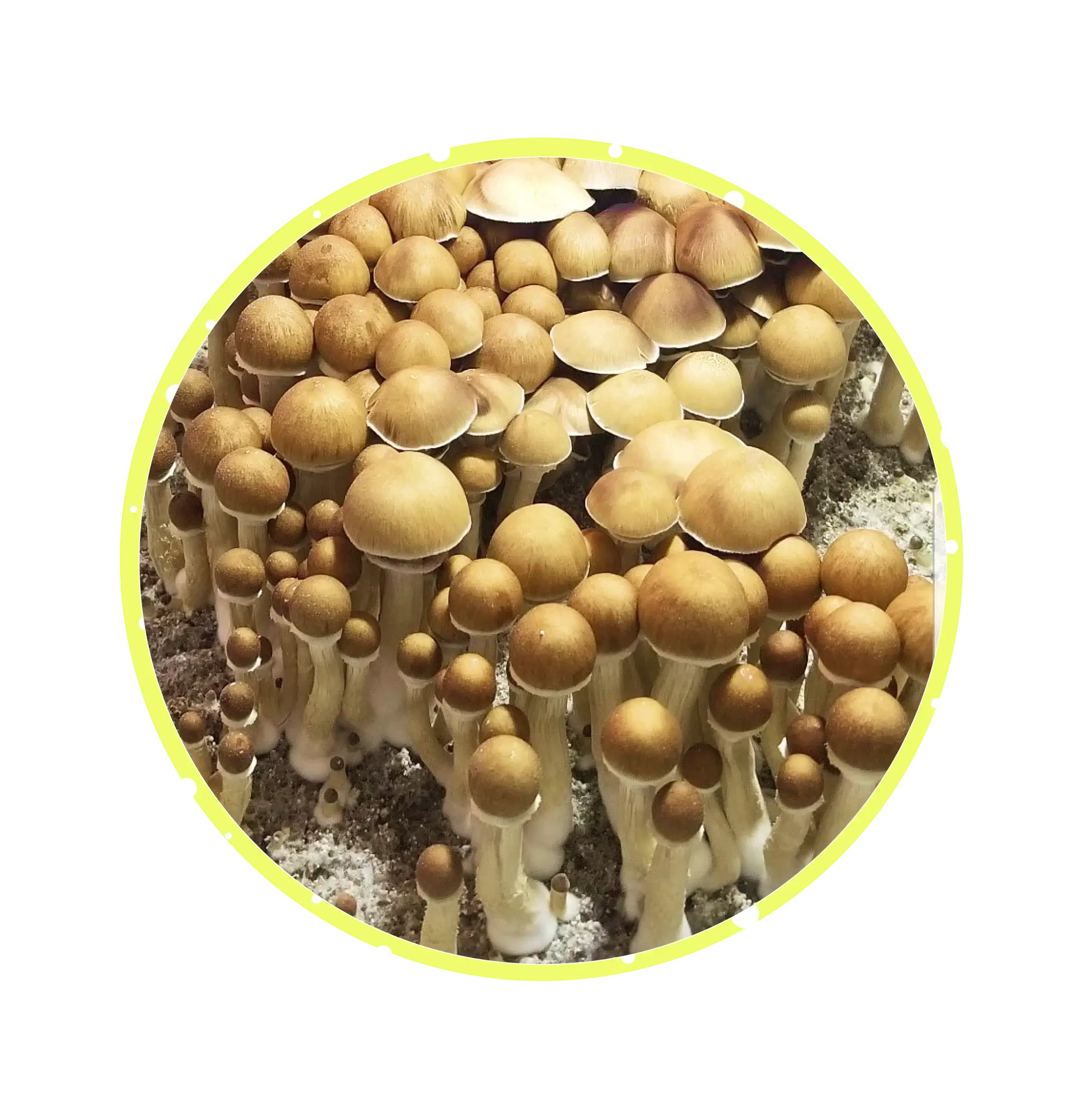 strangest magic mushrooms in the world