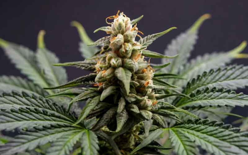 strongest weeds in world