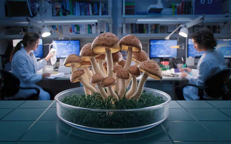 'Magic mushrooms' research john hopkins center