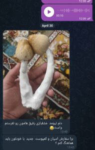 نمونه مشاوره در زمینه پرورش مجیک ماشروم