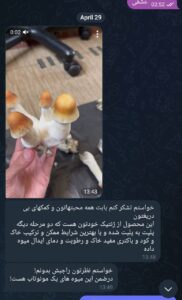 نمونه مشاوره در زمینه پرورش قارچ جادویی