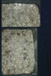 نمونه مشاوره در زمینه پرورش قارچ جادویی