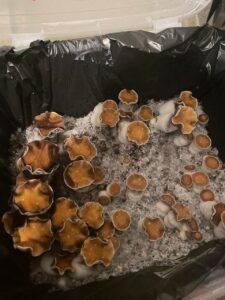 مشاوره و آموزش در زمینه پرورش مجیک ماشروم و قارچ دکمه ای