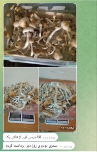 مشاوره و آموزش در زمینه پرورش مجیک ماشروم و قارچ دکمه ای