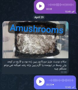 مشاوره و آموزش در زمینه پرورش مجیک ماشروم و قارچ دکمه ای