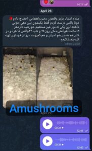 مشاوره و آموزش در زمینه پرورش مجیک ماشروم و قارچ دکمه ای