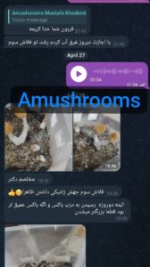 مشاوره و آموزش در زمینه پرورش مجیک ماشروم و قارچ دکمه ای