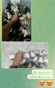 مشاوره و آموزش در زمینه پرورش مجیک ماشروم و قارچ دکمه ای