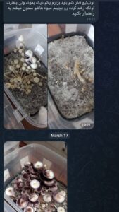 مشاوره و آموزش در زمینه پرورش مجیک ماشروم و قارچ دکمه ای