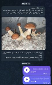 مشاوره و آموزش در زمینه پرورش مجیک ماشروم و قارچ دکمه ای