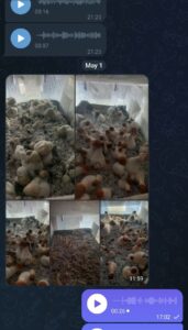 مشاوره و آموزش در زمینه پرورش مجیک ماشروم و قارچ دکمه ای