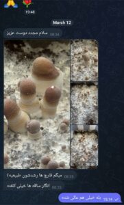 مشاوره در زمینه پرورش قارچ جادویی یا مجیک ماشروم 20