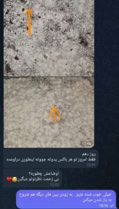 مشاوره و آموزش در زمینه پرورش مجیک ماشروم و قارچ دکمه ای