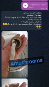 مشاوره و آموزش در زمینه پرورش مجیک ماشروم و قارچ دکمه ای