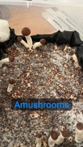 مشاوره و آموزش در زمینه پرورش مجیک ماشروم و قارچ دکمه ای