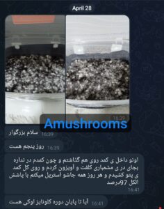 مشاوره و آموزش در زمینه پرورش مجیک ماشروم و قارچ دکمه ای