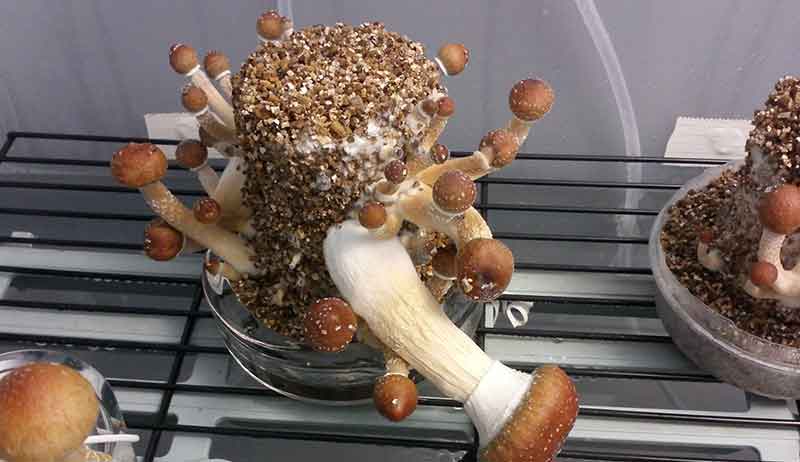 grow cubensis mushrooms