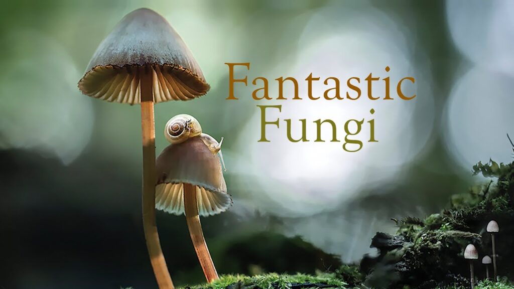 مستند Fantastic Fungi (قارچهای شگفتانگیز)