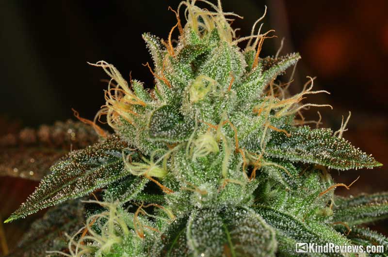 og kush weed strain